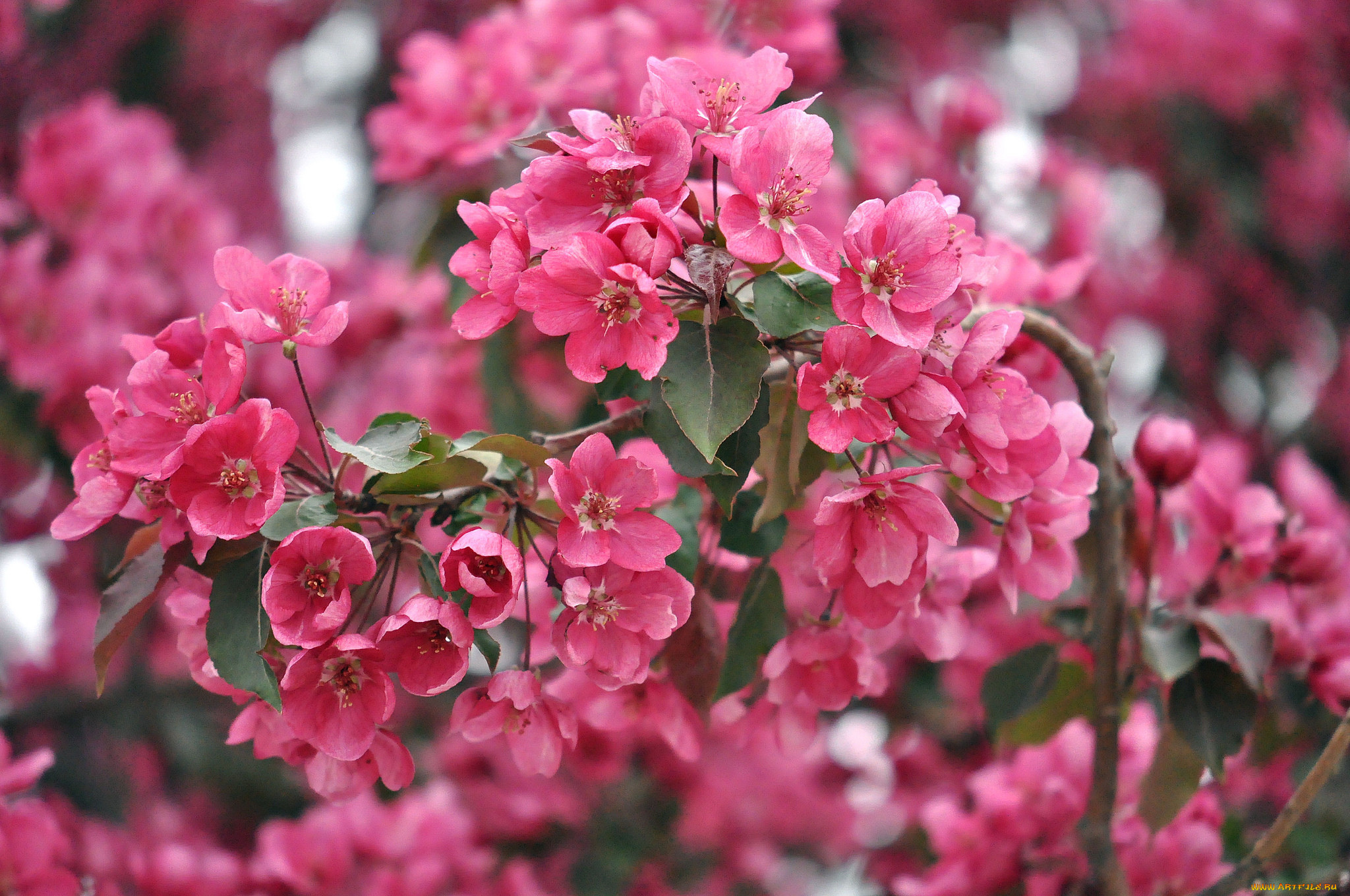 Кустарник цветет розовыми цветами ранней